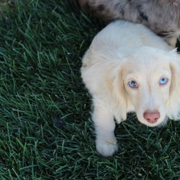 Dachshund Puppies from Rylie Stovall