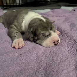 Great Dane Puppies from Laxton Danes