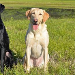 English Cocker Spaniels and Labrador Retrievers from FR Labs