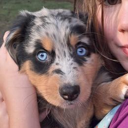 Millie Moo - Blue merle female Australian Shepherd puppy in Darrington, Washington from Cart River Aussies