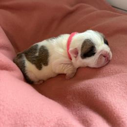 Luna Lovegood - Pink Collar - Fawn and white female Bulldog puppy in Krum, Texas from K & K Little Blessings