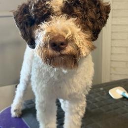 Lagotto Romagnolo Puppies from Tesoro Riccio Lagotto Romagnolo