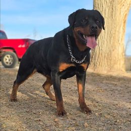 Shira - Rottweiler