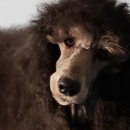 Poodles from Phoenix Pines