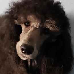 Poodles from Phoenix Pines
