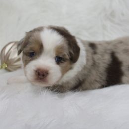 Boy 1 - Miniature Australian Shepherd puppy in Corydon, Indiana from Arbuckle’s Lookin Good Aussies (LGA)