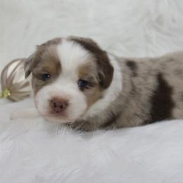 Boy 1 - Miniature Australian Shepherd puppy in Corydon, Indiana from Arbuckle’s Lookin Good Aussies (LGA)