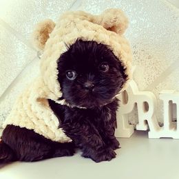 Shih Tzu Puppies from Arizona Sunrise Shih Tzus