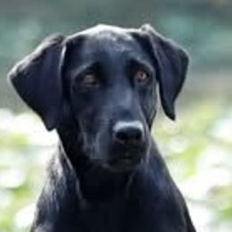 Storm - Labrador Retriever