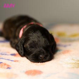 Amy - Black female Cockapoo puppy in Canastota, New York from Silver City Cockapoos