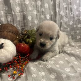 Mr Green - Light golden male Golden Retriever puppy in Perkasie, Pennsylvania from Winterview Golden Retrievers