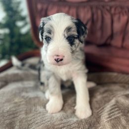 Smoky - White and blue merle male Bordoodle puppy in Valley Center, California from Circle R Valley Bordoodls