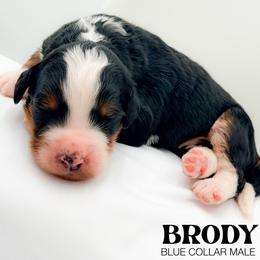Brody - Tri-color male Bernedoodle puppy in Tipton, Indiana from Country Creek Doodles