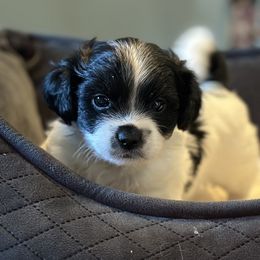Shichon Puppies from Great Lakes Teddy Bear Dogs