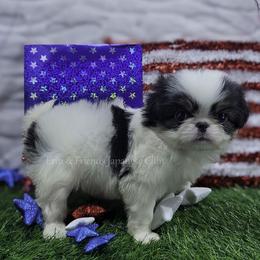 Bluey - Black tan and white female Japanese Chin puppy in Johnson City, Tennessee from Erin & Friends Japanese Chin