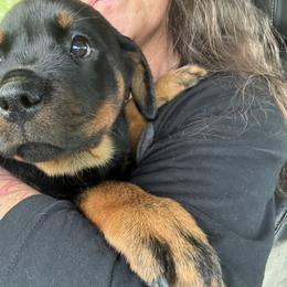 Rottweiler Puppies from Come what May Rottweillers & rescues llc