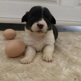 Full fluffy Ella - Black and white female American Corgi puppy in Decatur, Texas from Bar S Corgis
