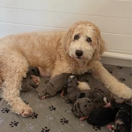 Pics coming soon - Tri-color female Bernedoodle puppy in Yuciapa, California from AlltheDoodlez_