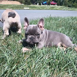 Juniper - Blue female French Bulldog puppy in Denver, Pennsylvania from Heritage Lane French bulldogs