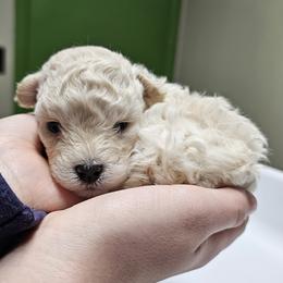 Poodle Puppies from Caboodles Of Poodles
