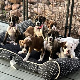 Boxer puppies from OTR Boxers
