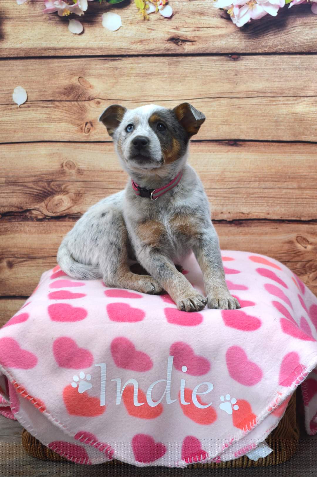 Australian Cattle Dog All Grown Up from Hope Heelers (Australian Cattle Dogs)