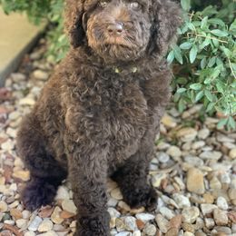 Penny - Goldendoodle puppy in Cleburne, Texas from Sugar Fig Kennel