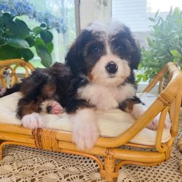 Boy 1 - Sable male Bernedoodle puppy in North Royalton, Ohio from Johnson's Doodles