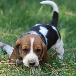 Loui - Black brown and white male Basset Hound puppy in Idaho from Welcome Home Bassets