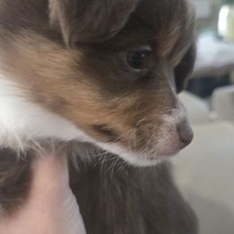 Ruby - Red tri-color female Miniature American Shepherd puppy in Santa Rosa, California from BennettValleyAussies