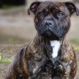 Darby - Staffordshire Bull Terrier