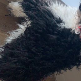 Bernedoodles and Goldendoodles from Valley View Doodles
