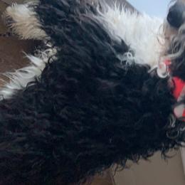 Bernedoodles and Goldendoodles from Valley View Doodles
