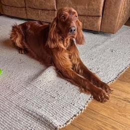Irish Setter All Grown Up from Sunset Acres Setters