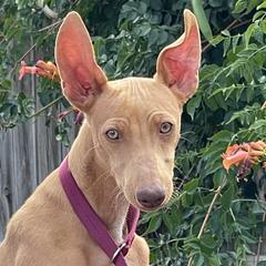 Cirneco dell’Etna Puppies from Ember Hill Cirnechi