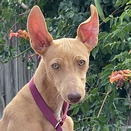 Cirneco dell’Etna Puppies from Ember Hill Cirnechi