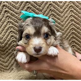 Red Merle Female - Red merle Aussiedoodle puppy in Tonopah, Arizona from Lazy T9 Ranch