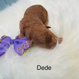 Dede- Akc - Brown female Poodle puppy in Cary, North Carolina from Dogs lovers