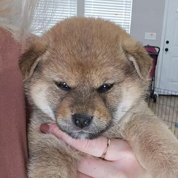 Daisho - Red male Shiba Inu puppy in Marianna, Florida from Diwasou