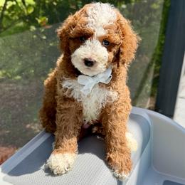 Pepperoni - Red  male Goldendoodle puppy in Miami, Florida from Jade’s Paws & Co. Of Miami LLC