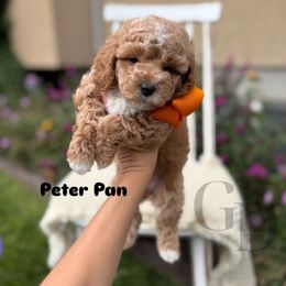 Peter Pan - Apricot male Cavapoo puppy in Herriman, Utah from Gypsi Doodles & Poodles