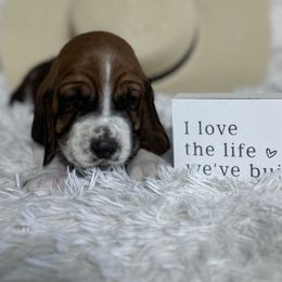 Basset Hound Puppies from AKC Basset Hounds Puppy