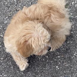 Lassie - Cream female Maltipoo puppy in Dade City, Florida from Watkins Maltipoo's