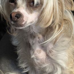 Fancy - Chinese Crested