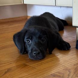 Bonnie - Black female Labrador Retriever puppy in Deltaville, Virginia from Holyoke Kennel