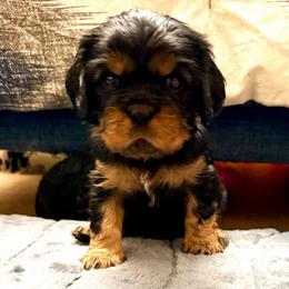Clara - Black and tan female Cavalier King Charles Spaniel puppy in Spokane, Washington from PJE Cavs and Poos