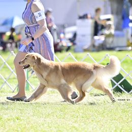 Calli - Golden Retriever