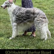 Borzoi puppies from HowlinWolf Borzoi