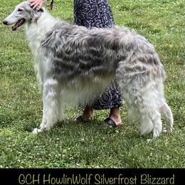 Borzoi puppies from HowlinWolf Borzoi