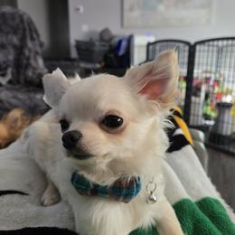 Chihuahua puppies from D's Darling AKC Long Hair Chihuahuas